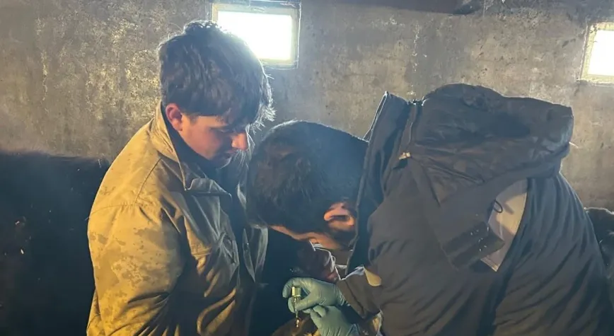 Çayırlı’da Hayvan Sağlığı İçin Aşılama Seferberliği Sürüyor