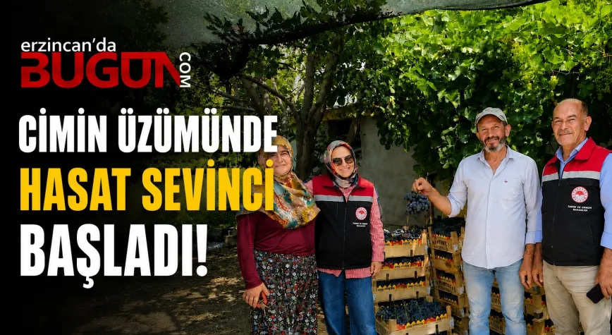 Cimin Üzümünde Hasat Sevinci: Erzincan Bağlarında Bereket Mesaisi