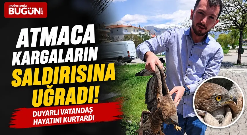 Erzincan’da Atmaca Kargaların Saldırısına Uğradı