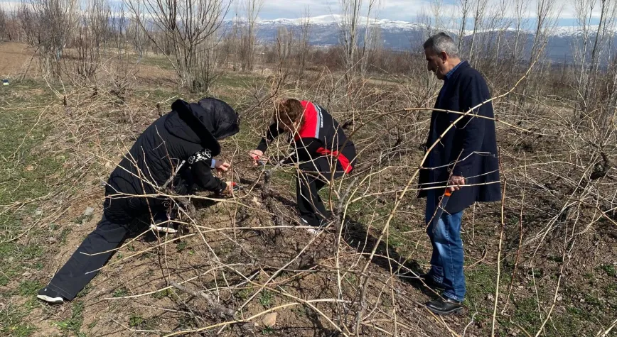 Erzincan’da Bağ Üreticilerine Budama Uyarısı: Zamanlama ve Teknik Önem Taşıyor