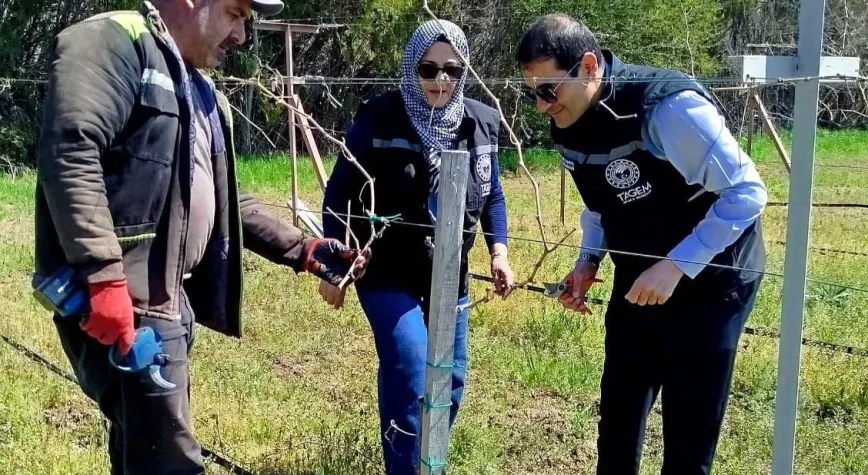 Erzincan’da Bağcılık Projeleri Kapsamında Budama ve Bakım Çalışmaları Devam Ediyor