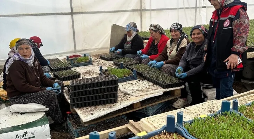 Erzincan’da Fide Üretim Seralarına Sıkı Denetim