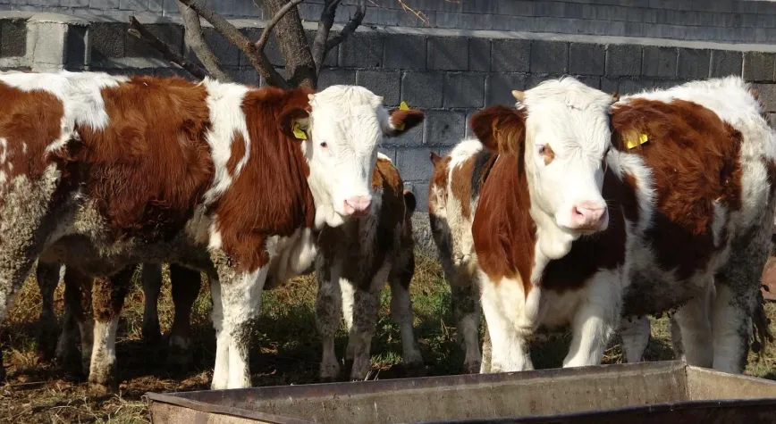 Erzincan’da Hayvancılıkta Verimliliği Artırmak İçin Suni Tohumlama Çalışmaları Sürüyor