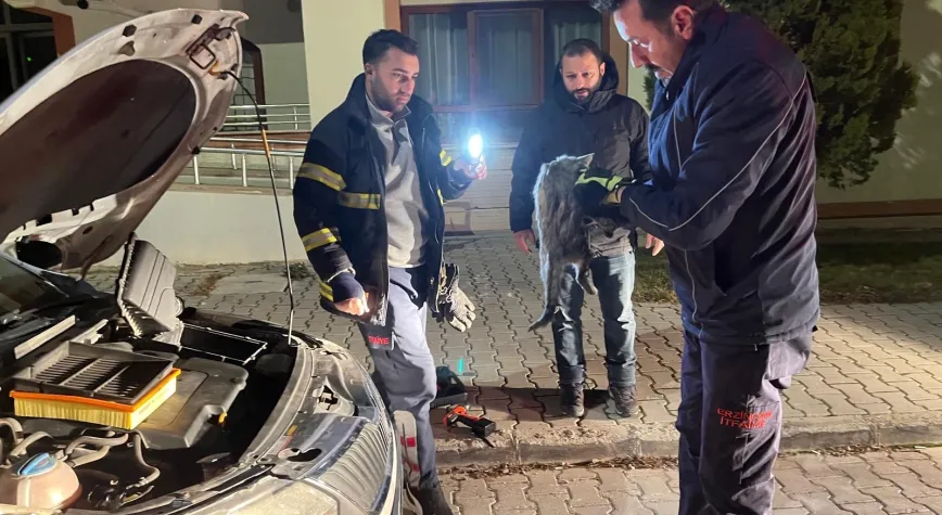 Erzincan’da Kaput Altına Sıkışan Kedi İtfaiye Ekiplerince Kurtarıldı