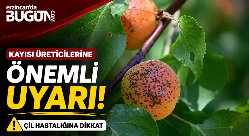 Erzincan’da Kayısı Üreticilerine “Çil Hastalığı” Uyarısı