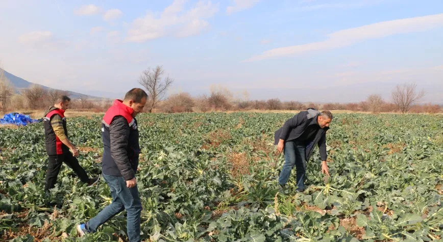 Erzincan’da Mikroklima Avantajı: Aralık Ayında Açık Alanda Kışlık Sebze Hasadı