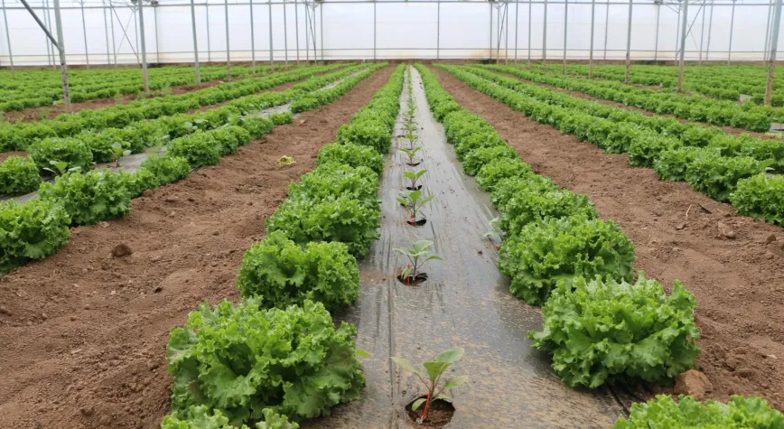 Erzincan’da Seracılıkta Yeni Dönem: Aynı Serada Çifte Üretim, Çifte Bereket