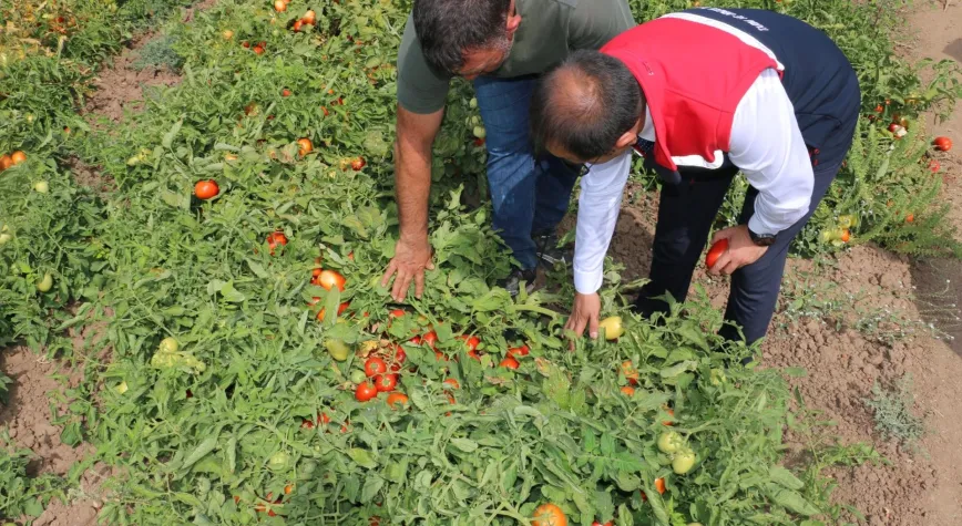 Erzincan’da Üreticilere Yüzde 50 Hibeli Domates Fidesi Desteği