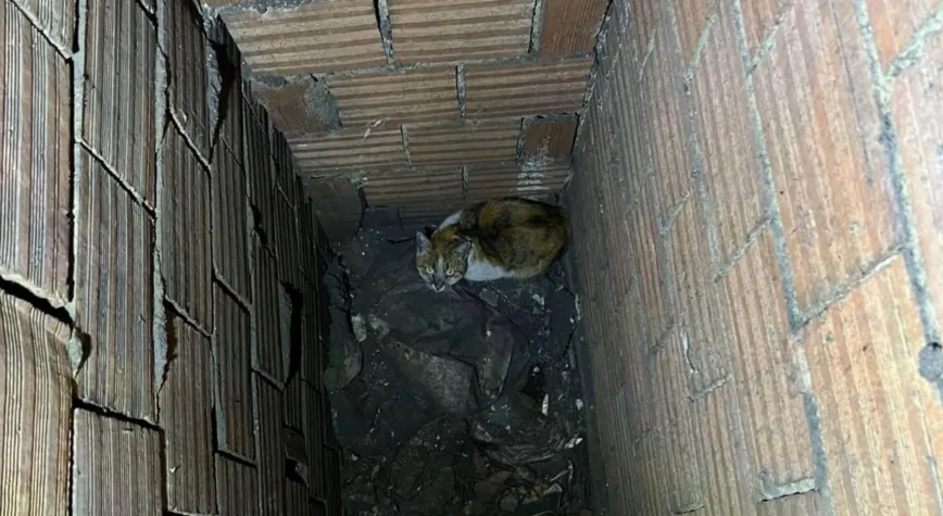 Havalandırma Boşluğuna Düşen Kedi İtfaiye Tarafından Kurtarıldı