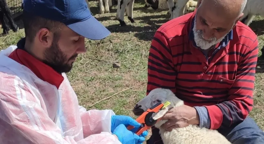 KEMAH’TA KÜÇÜKBAŞ HAYVANLARA YÖNELİK AŞILAMA VE KÜPELEME ÇALIŞMASI