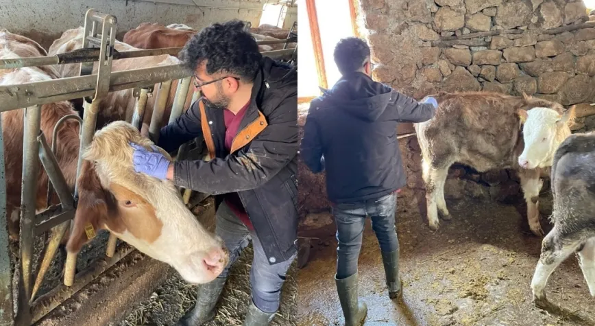 Kemaliye’de Şap Hastalığına Yönelik Sero-Surveyans Çalışması Yapıldı