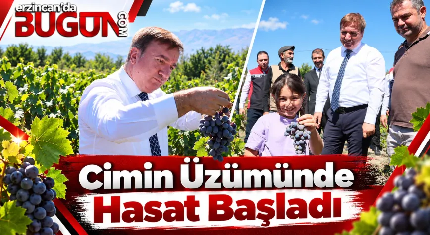 Üzümlü’de Cimin Üzümü Hasadı Başladı