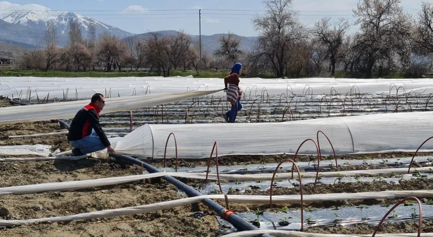 Üzümlü’de Erkenci Üretim Hamlesi: 100 Bin Fide Toprakla Buluştu